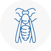 Middlesbrough Wasp Nest Removal